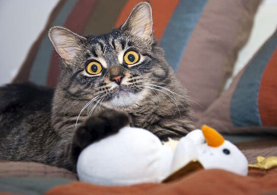 “西甲焦点战：明星对决引爆全场热情”，西甲大牌球星